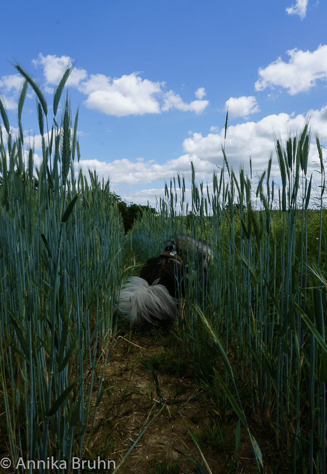 Q wartet im Getreide